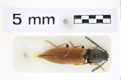Foto (Dorsalansicht) von Corymbitodes lobatus (Eschscholtz, 1822) (NHMW-ZOO-COL-0008327)